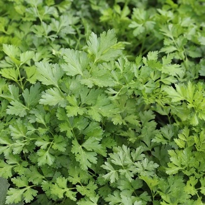 Parsley