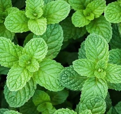 Spearmint
